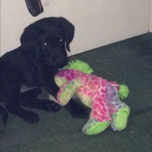 Meet your Posher, Katrina